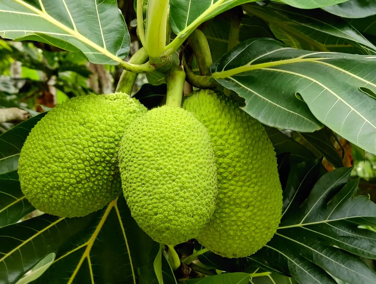 Breadfruit