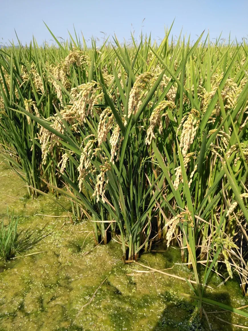 Rice