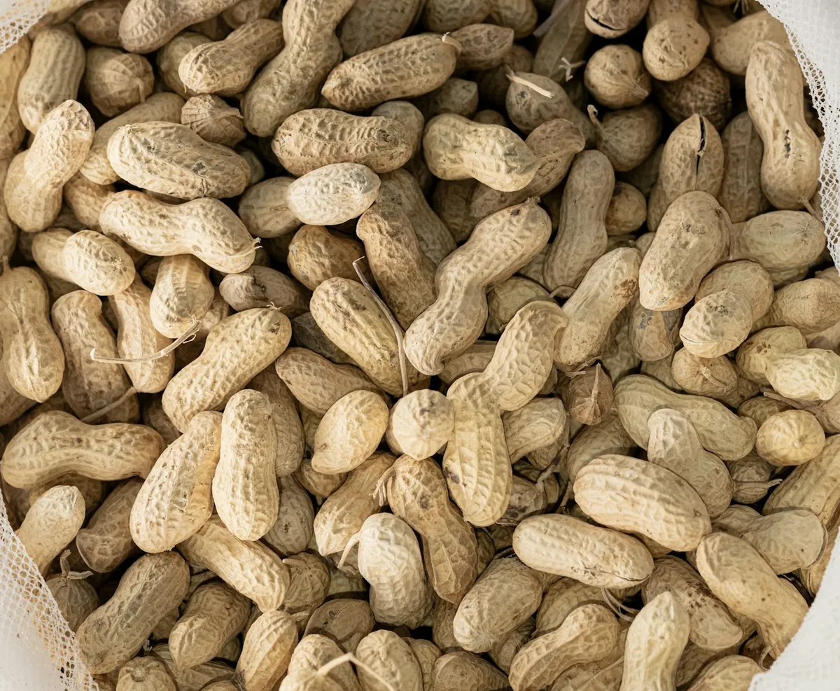 Peanut