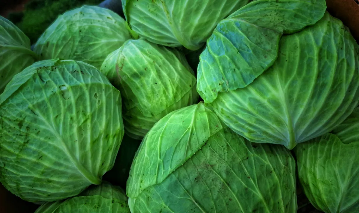 Cabbage