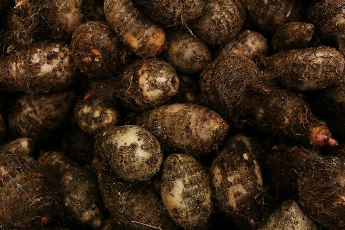 Taro