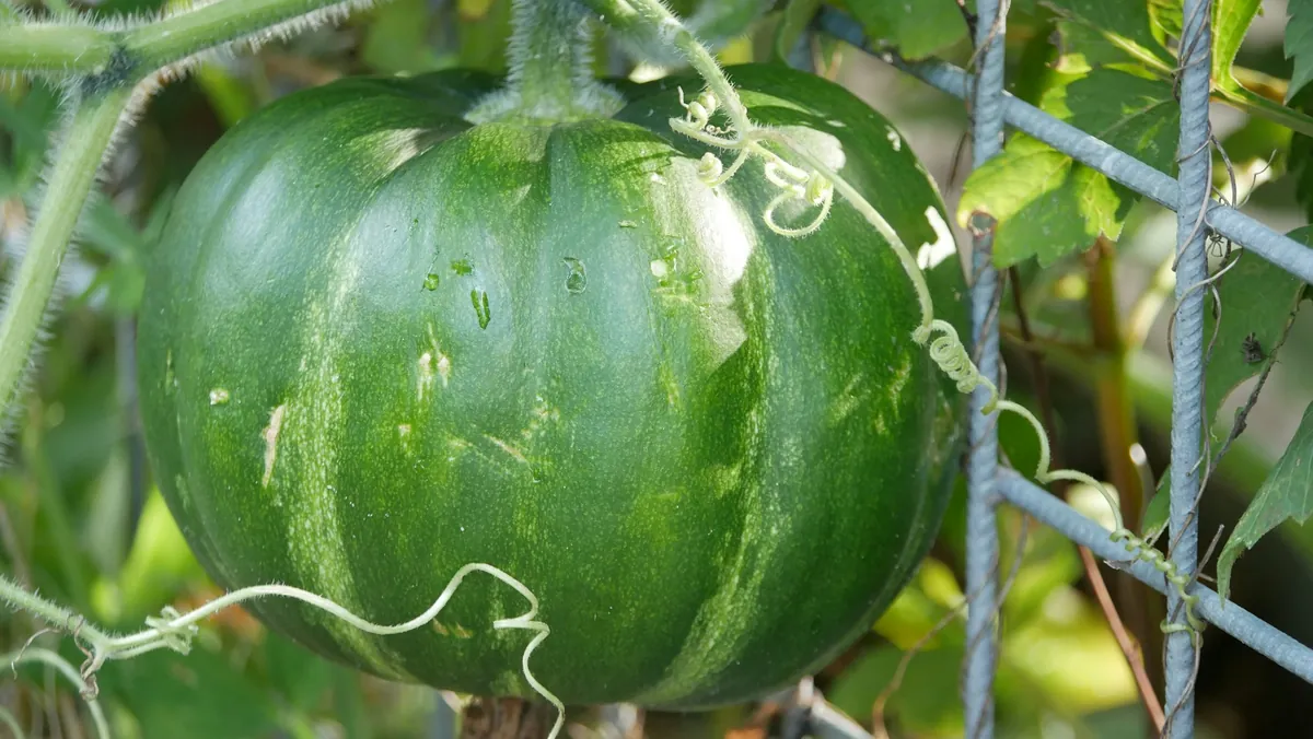 Pumpkin