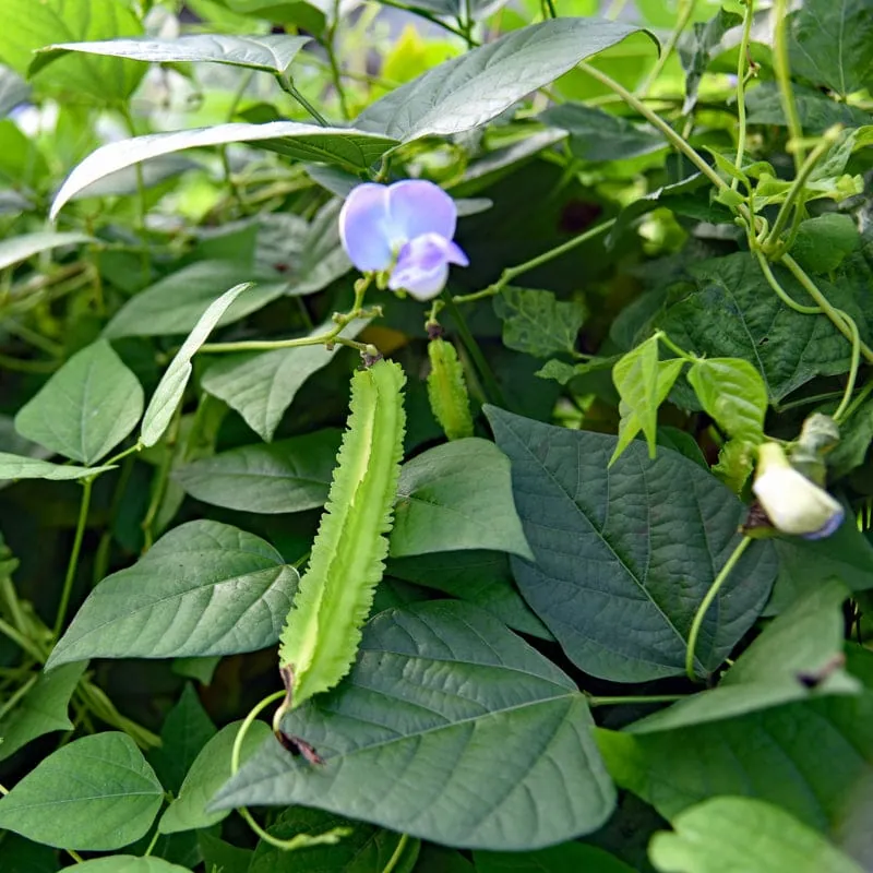 Winged Bean