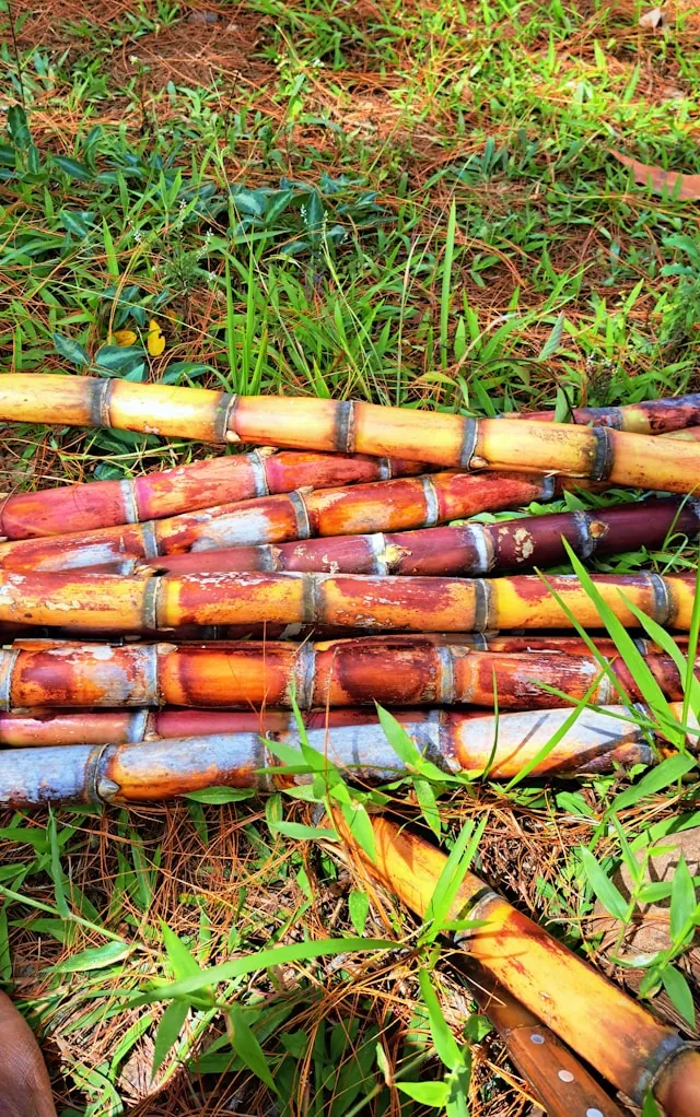 Sugarcane