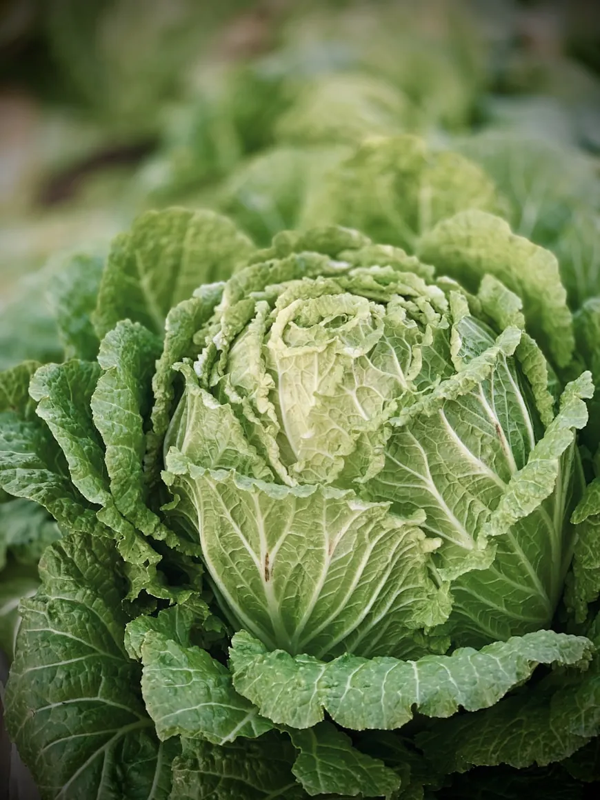 Chinese Cabbage