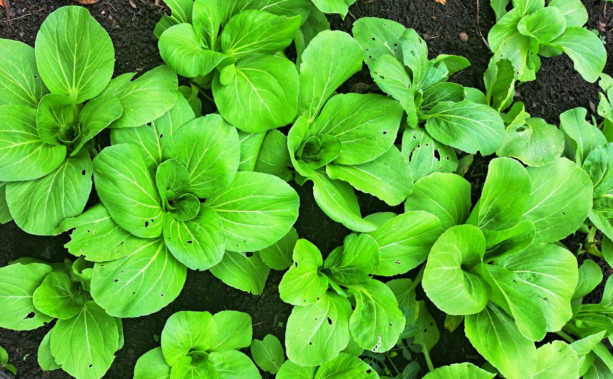 Pakchoi