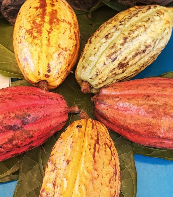 Cocoa