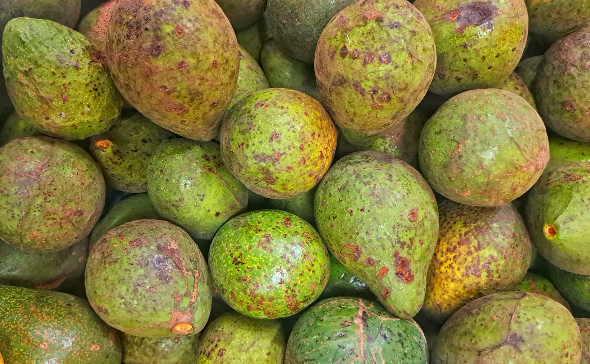 Avocado