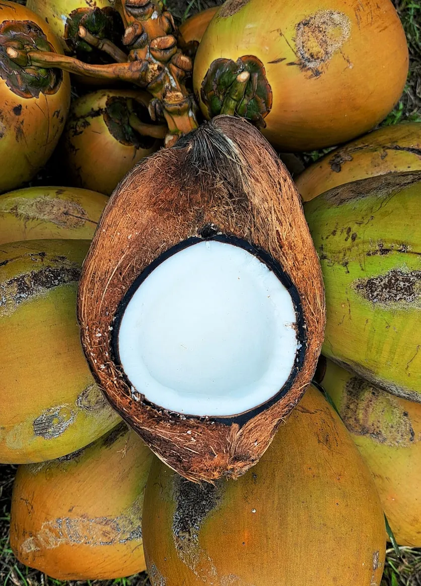Coconut