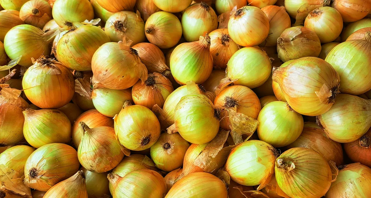 Bulb Onion